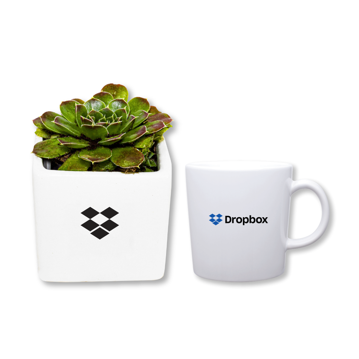 Green Box - Succulent & Mug